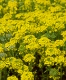 Alyssum 'Mountain Gold'