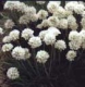 Armeria maritima 'Alba'