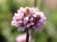 Armeria maritima