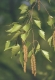 Betula pendula