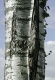 Betula