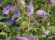 Buddleia davidii