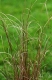 Carex buchananii