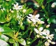 Choisya ternata