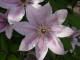 Clematis 'Nelly Moser'
