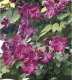 Clematis viticella 'Kermesina'