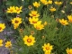 Coreopsis
