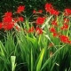 Crocosmia