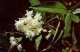 Deutzia