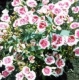 Dianthus