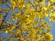 Forsythia