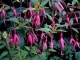 Fuchsia magellanica