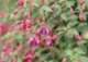 Fuchsia 'Tom Thumb'