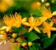 Hypericum