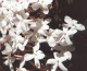 Jasminum