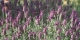 Lavandula stoechas 'Helmsdale'