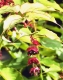 Leycesteria formosa