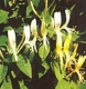 Lonicera japonica
