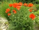 Papaver orientale