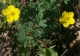 Potentilla