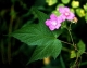 Rubus odoratus