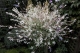 Salix integra