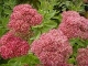 Sedum spectabile