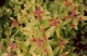 Spiraea
