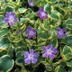 Vinca major