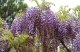 Wisteria floribunda
