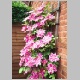 Summer Flowers