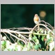 Singing Robin