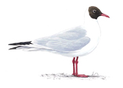 Black-Headed Gull