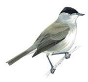 Blackcap