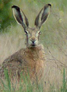 Brown Hare
