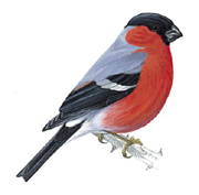 Bullfinch