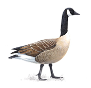 Canada Goose