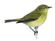 Chiffchaff