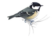 Coal Tit