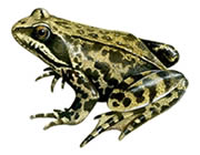 Common Frog