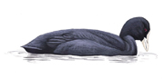 Coot