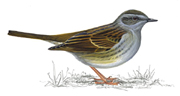 Dunnock