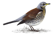 Fieldfare