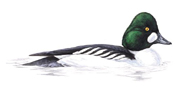 Goldeneye