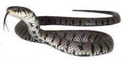Grass Snake