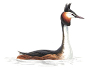 Great Crested Grebe