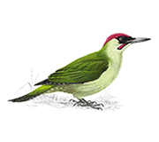 Green Woodpecker