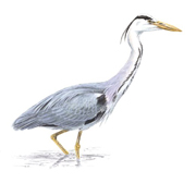 Grey Heron