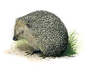 Hedgehog