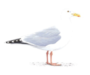 Herring Gull